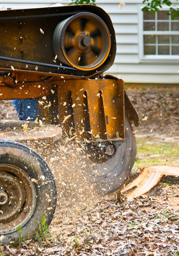A Stump Grinding  Machine Removing a Stump from Cut Down Tree