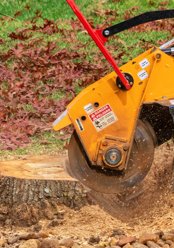 Stump Grinding A Tree Trunk - Close Up